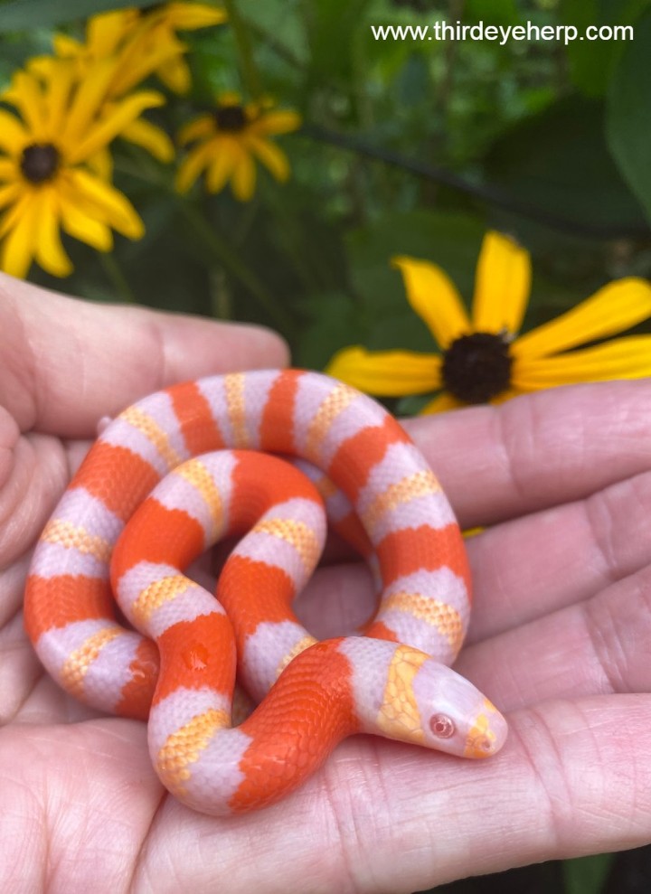 Albino Honduran Milk Snake